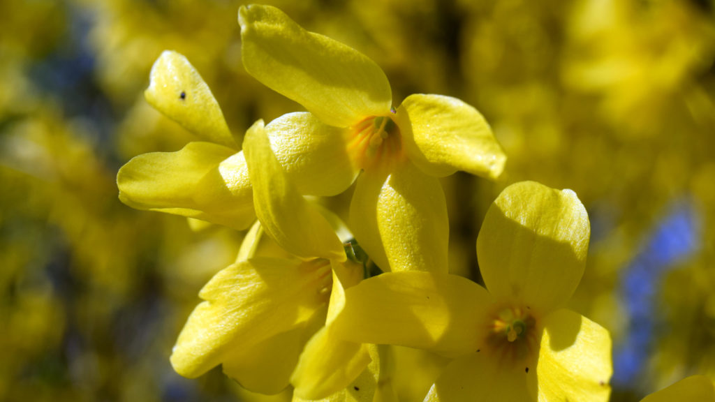 Fleurs jaunes d'un forsythia