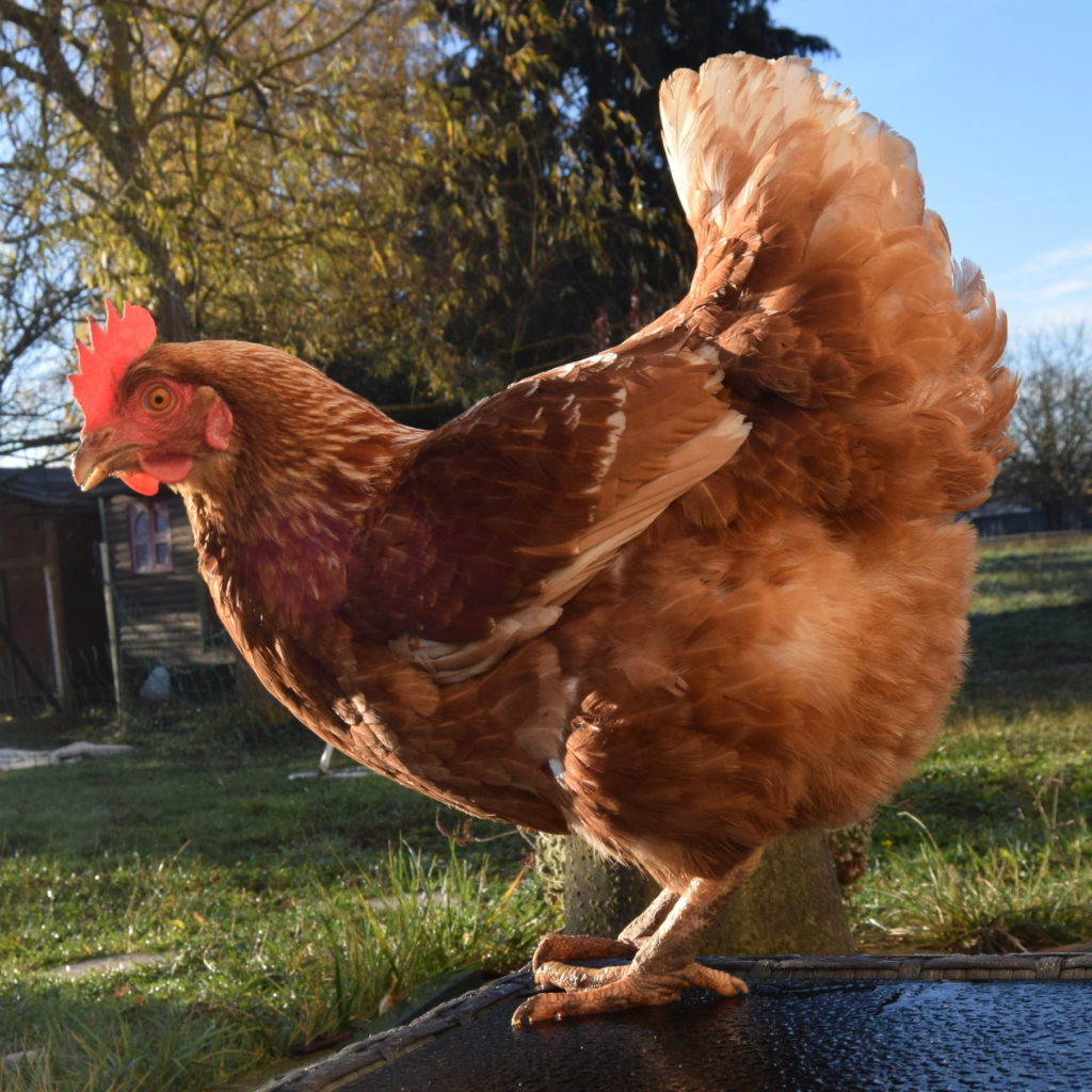Poule rousse perchée automne
